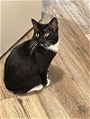 adoptable Cat in cary, nc, NC named Peggy