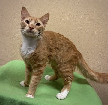 adoptable Cat in Cary, NC named Journey