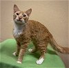 adoptable Cat in cary, NC named Journey