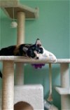 adoptable Cat in cary, NC named Gresella