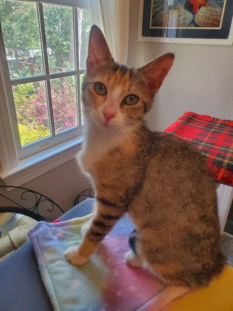 adoptable Cat in Cary, NC named Millie