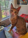 adoptable Cat in cary, nc, NC named Millie
