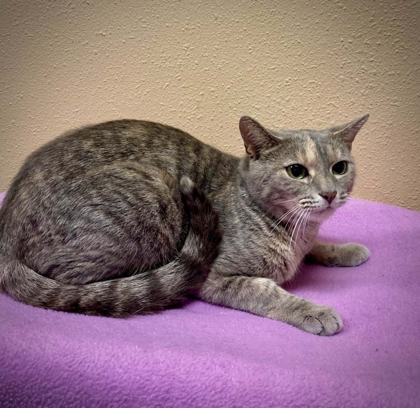 adoptable Cat in Cary, NC named Wisteria