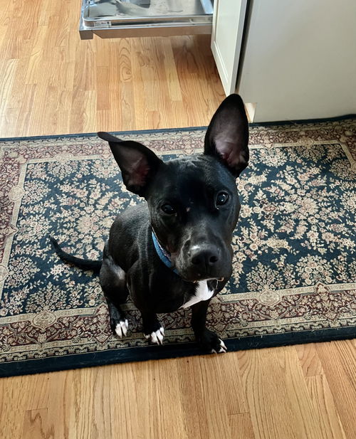 picture of the dog needing adoption