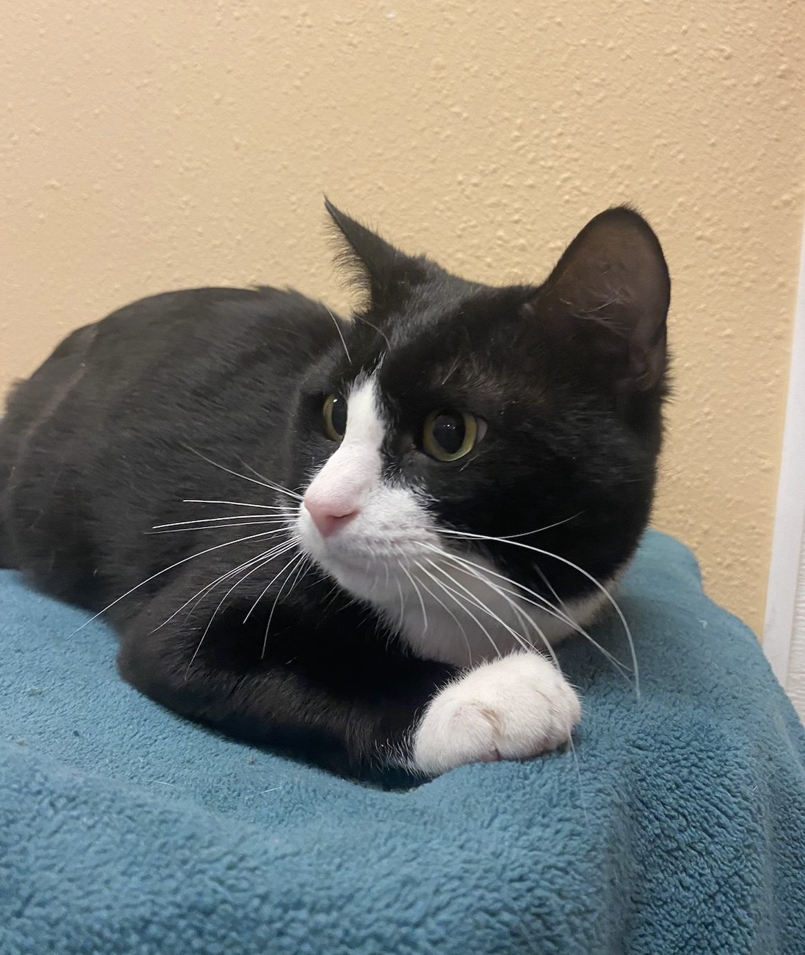 adoptable Cat in Cary, NC named Panama