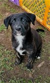 adoptable Dog in cary, NC named Estelle