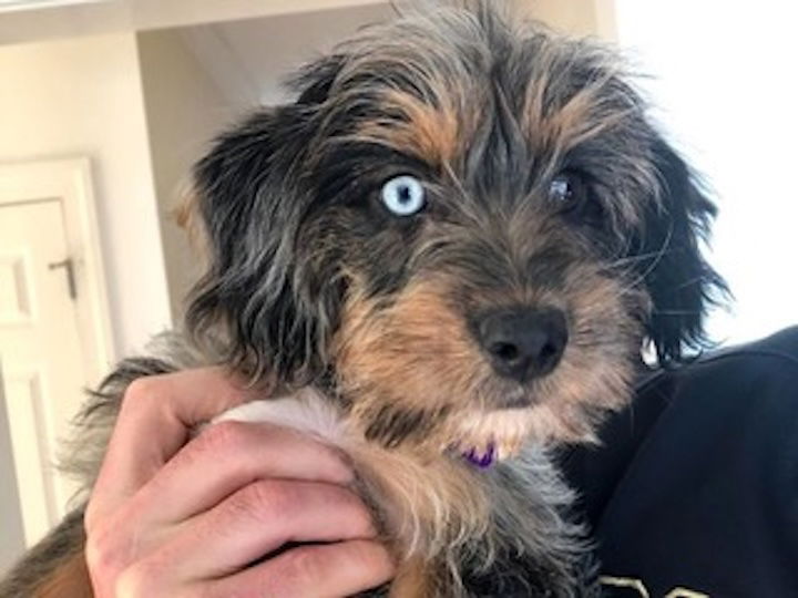 Dog For Adoption - Myrtle, A Cockapoo In Wendell, Nc 