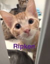 Ripken