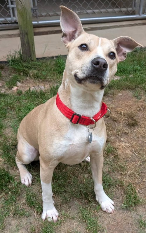 picture of the dog needing adoption