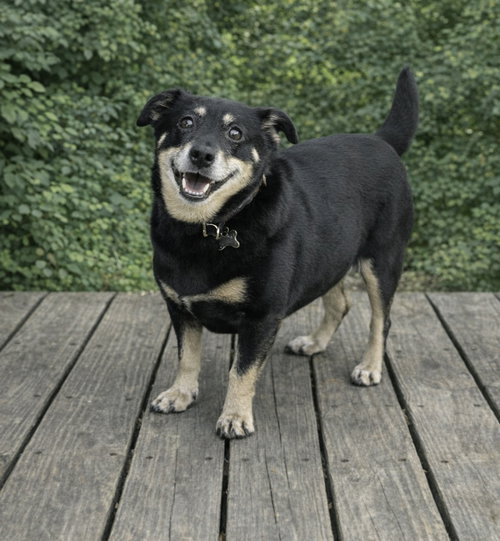 BOO BOO - Dachshund for adoption in Cary