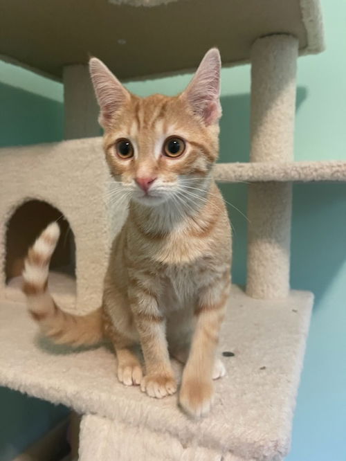Felix (Orange)