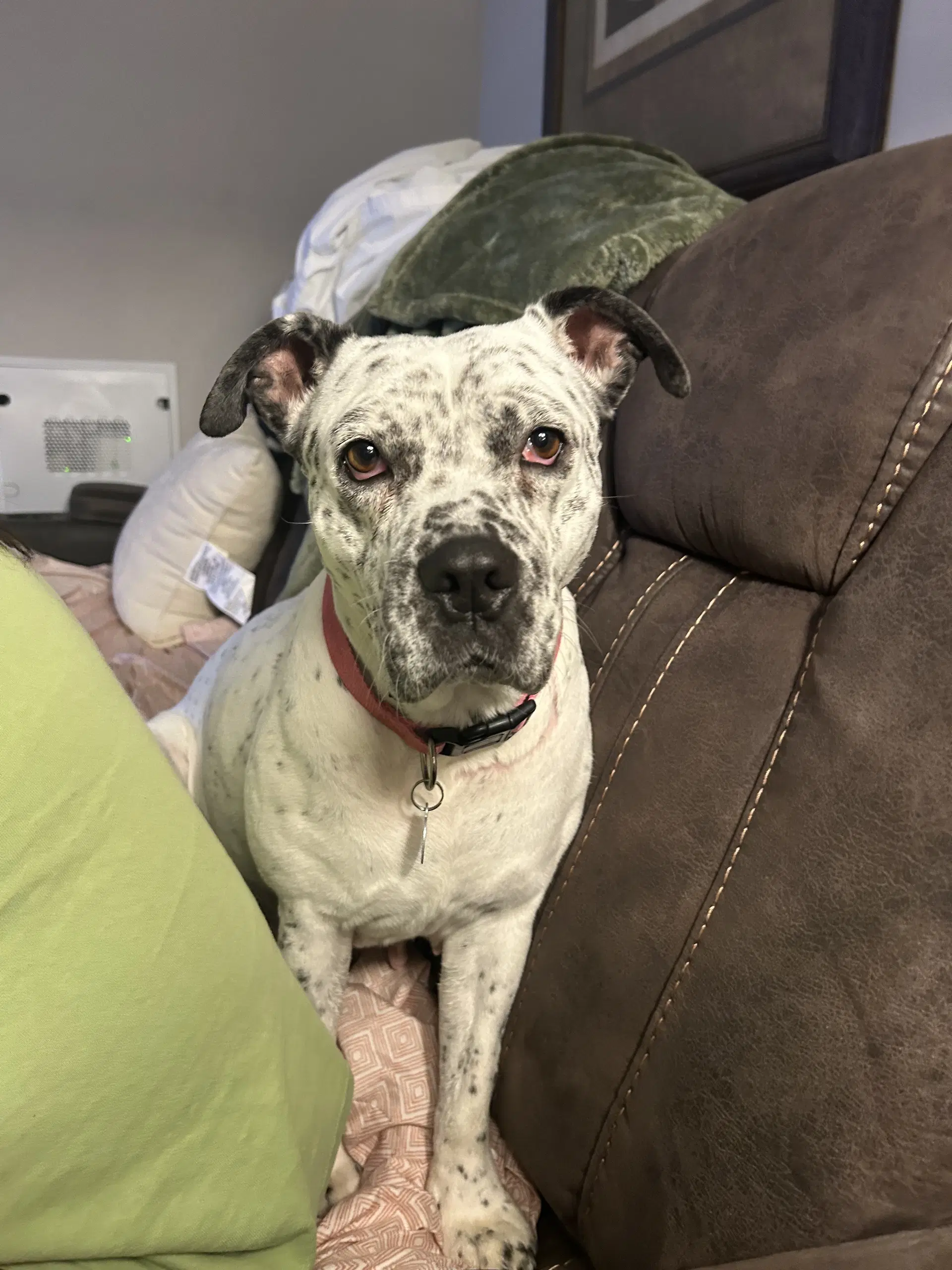 Pointer Poppy - Pointer