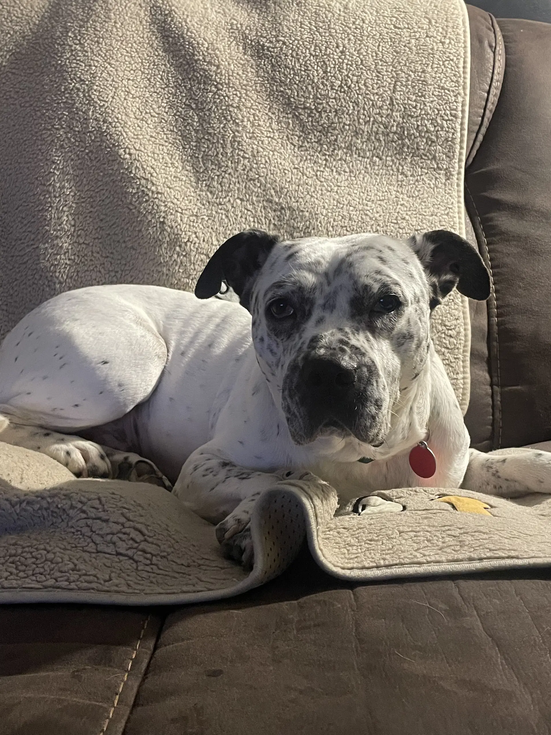 Pointer Poppy image 4