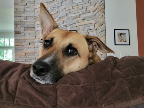 picture of the dog needing adoption
