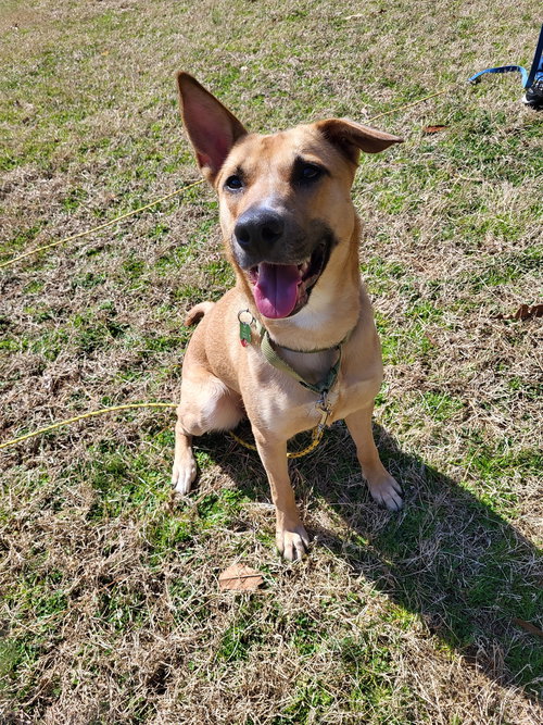 picture of the dog needing adoption
