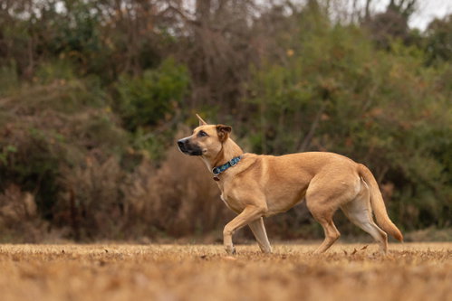 WINNIE - Shepherd / Hound available for adoption