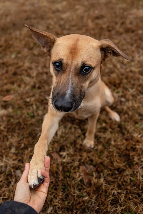 picture of the dog needing adoption