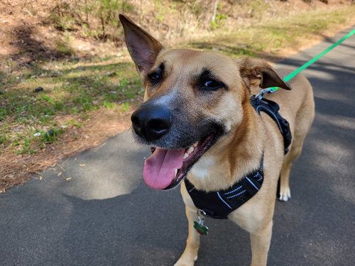 Winnie, an adoptable Shepherd in Cary, NC