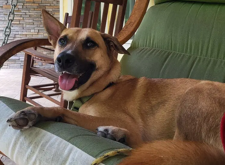 Winnie - Shepherd