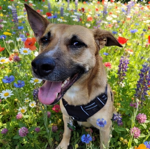 picture of the dog needing adoption