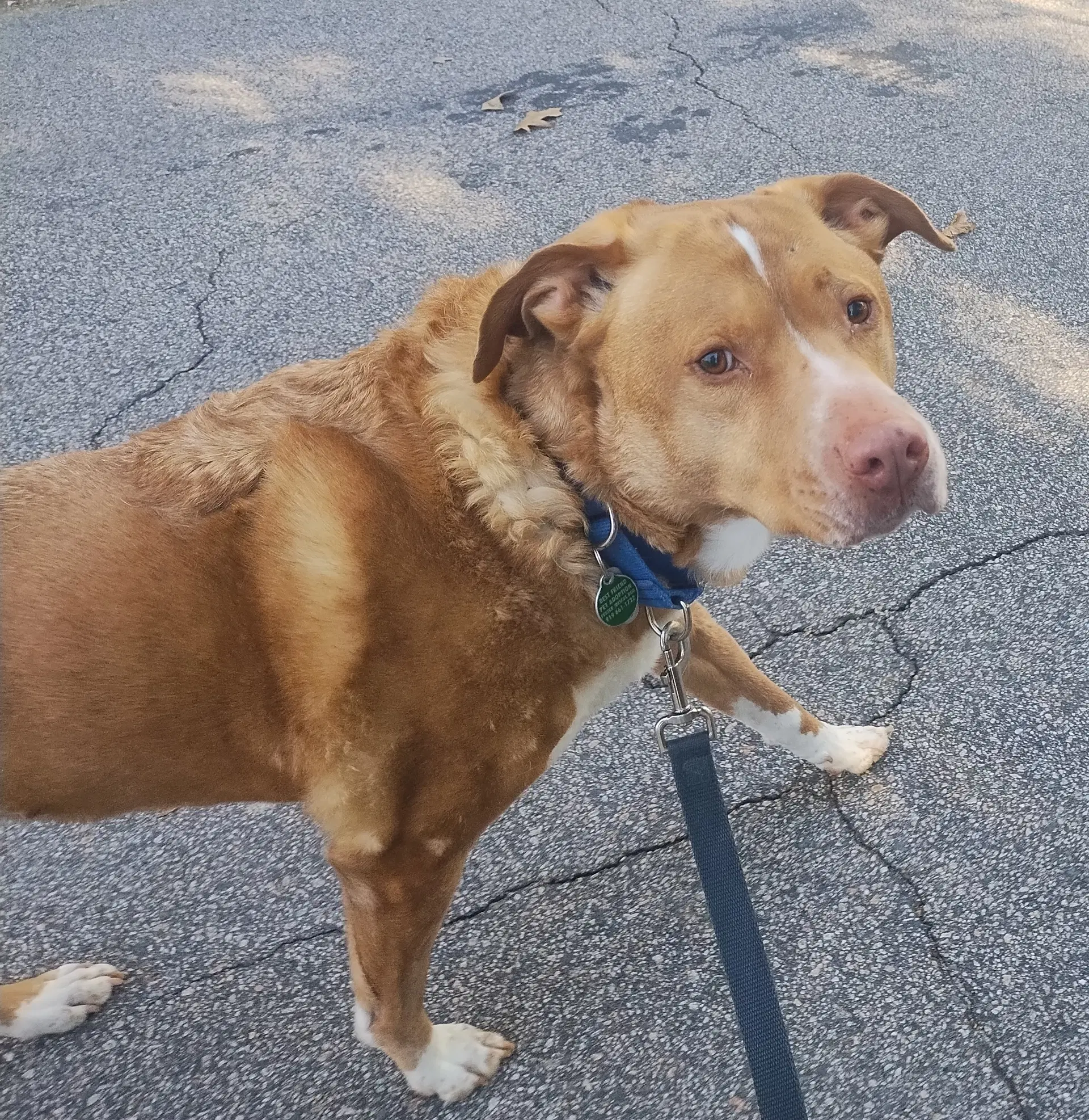Herbie - Labrador Retriever