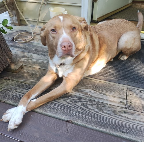 HERBIE - Labrador Retriever / Pit Bull Terrier available for adoption