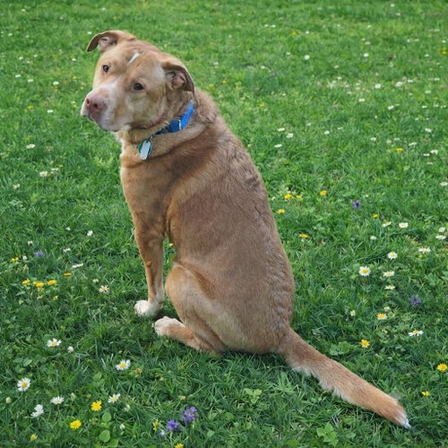 HERBIE - Labrador Retriever / Pit Bull Terrier for adoption in Cary
