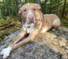 Herbie - Photo 2