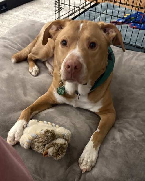 Herbie, a dog for adoption from Best Friend Pet Adoption
