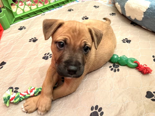 Lucy