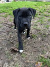 Linus - Photo 5