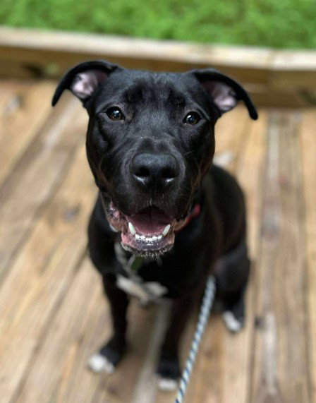 picture of the dog needing adoption