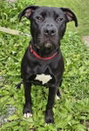 Linus - Photo 3