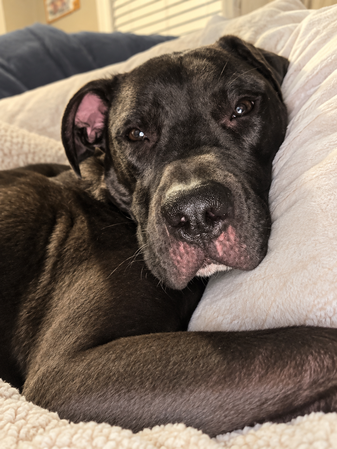 Linus, photo 3