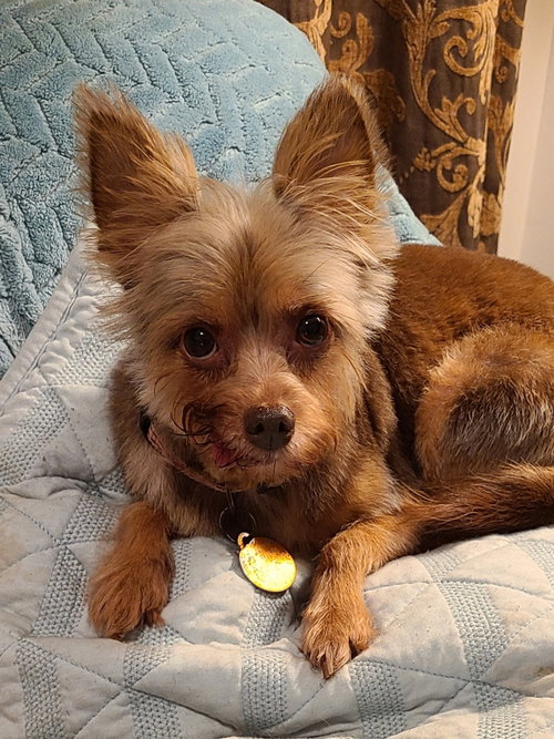 picture of the dog needing adoption