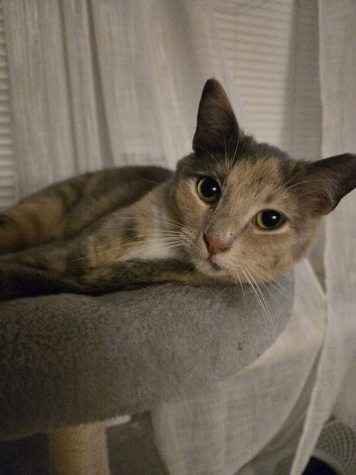 picture of the cat needing adoption
