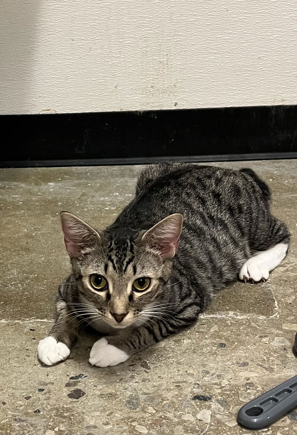 adoptable Cat in Cary, NC named Gouda
