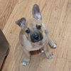 Scout