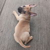 Scout