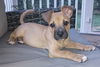adoptable Dog in  named Scout