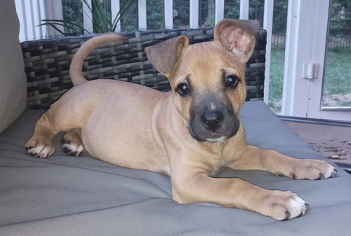 Scout