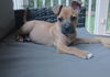 Scout