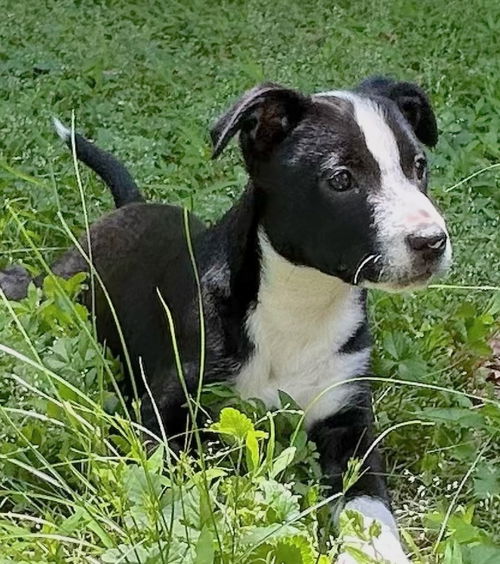 picture of the dog needing adoption