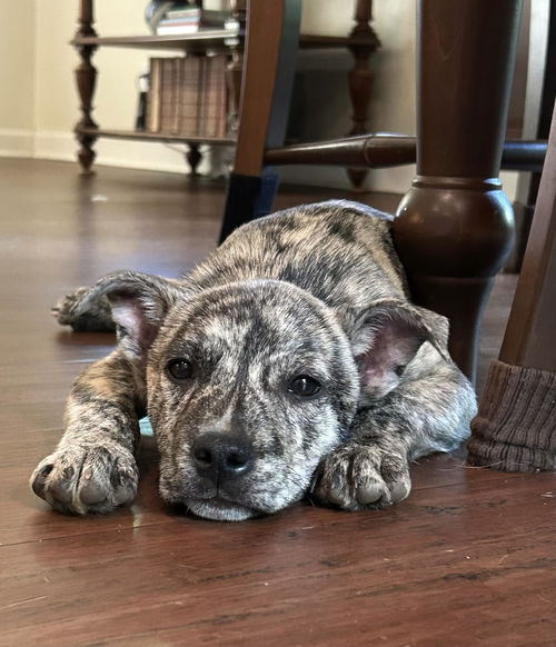 picture of the dog needing adoption