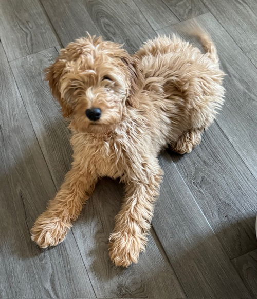Gia