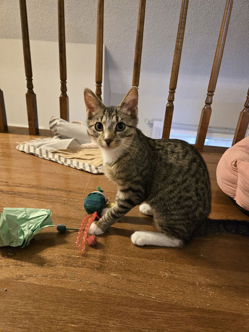 picture of the cat needing adoption
