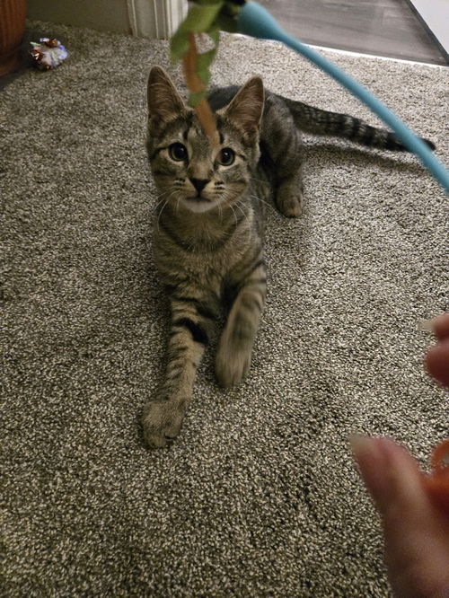 picture of the cat needing adoption