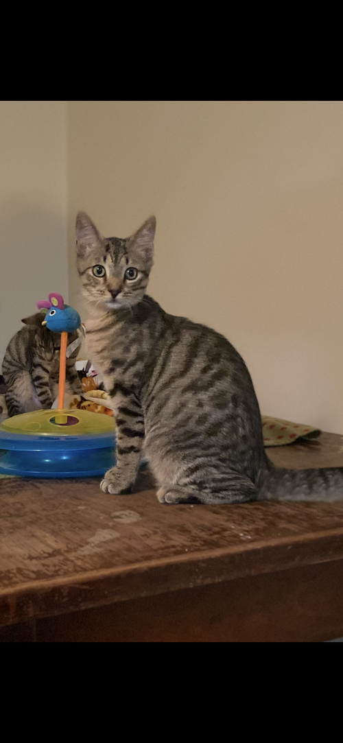 picture of the cat needing adoption