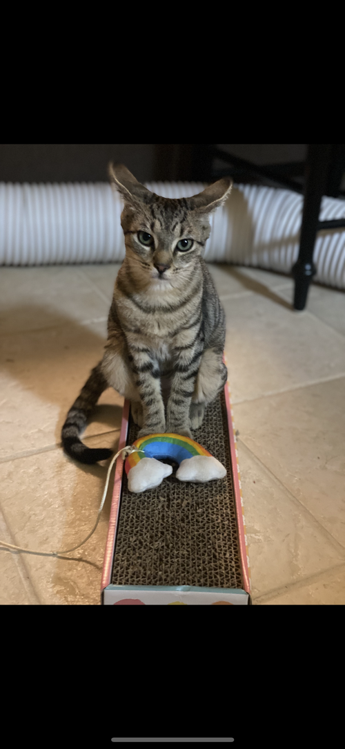 picture of the cat needing adoption