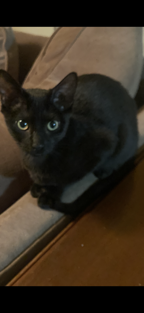 picture of the cat needing adoption